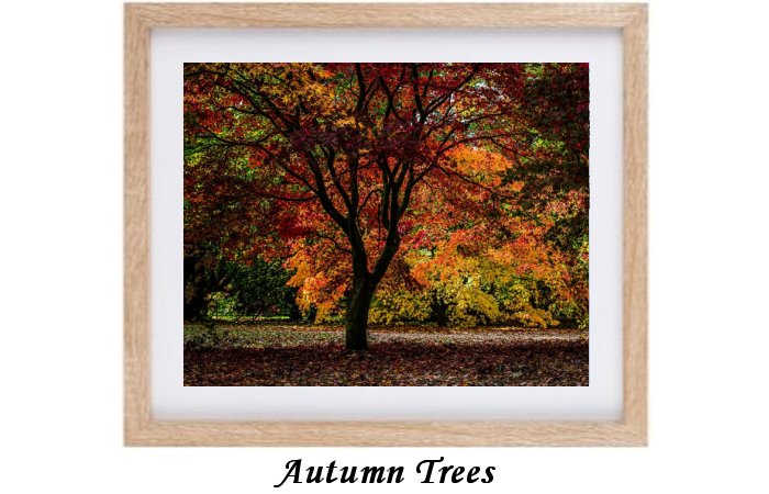 Autumn Trees Framed Print